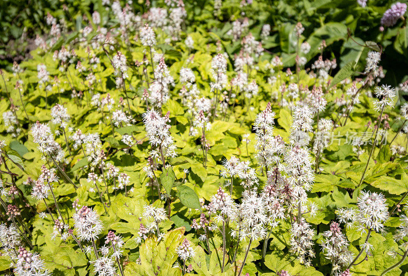 威尔士卡迪夫布特公园里的Tiarella cordifolia